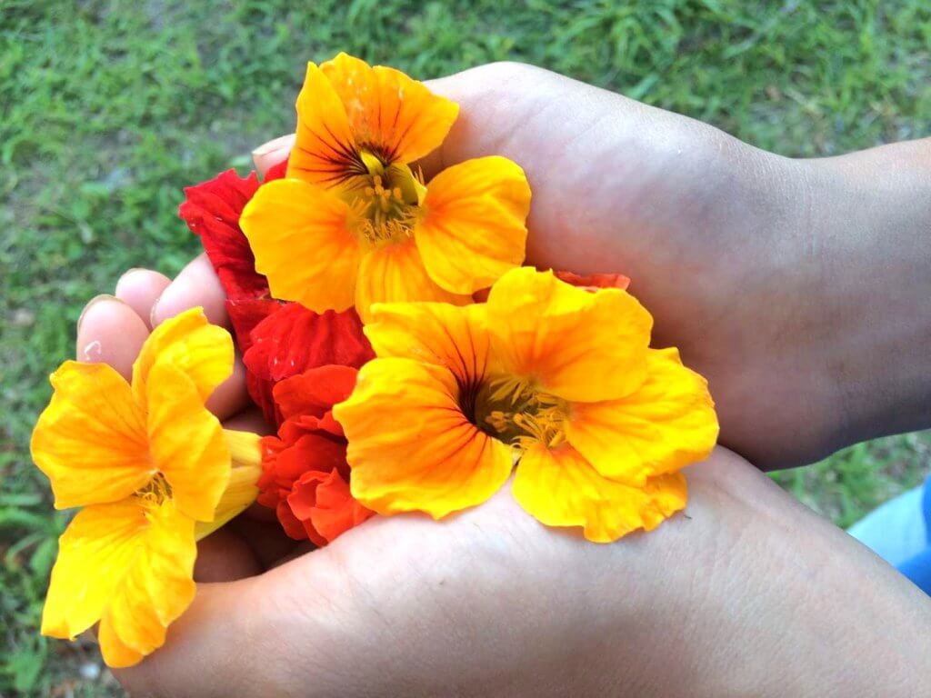 ⾷べられる花 エディブルフラワーの育て⽅（収穫・ナスタチウム3）
