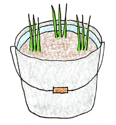 ベランダでできる バケツ稲の育て方 気軽に米づくり 切るを楽しむ アルスコーポレーション株式会社