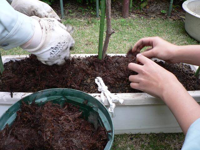 ブドウを植え付けた後、ピートモスをかぶせる様子