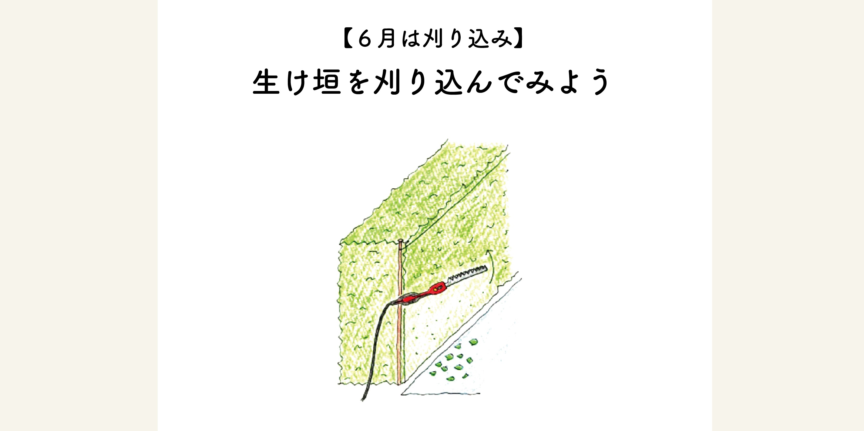 ６月は刈り込み 生け垣を刈り込んでみよう 切るを楽しむ アルスコーポレーション株式会社