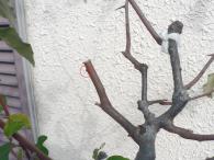 落葉樹の剪定シーズン 鉢植えグミの剪定整姿のポイント 切るを楽しむ アルスコーポレーション株式会社