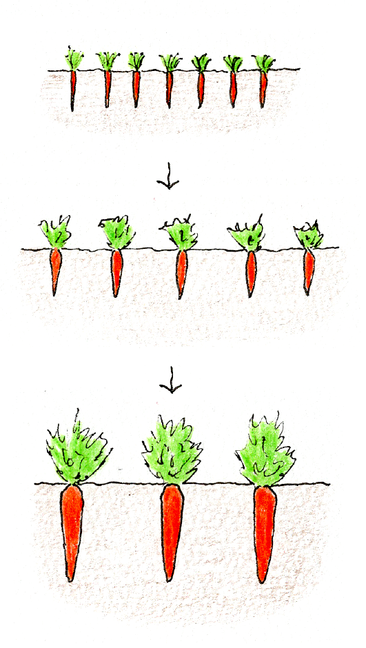 ニンジンの生長過程