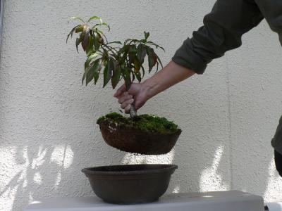 鉢植えで育てる桃の植え替え 切るを楽しむ アルスコーポレーション株式会社