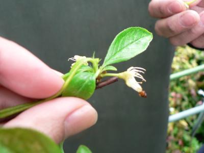 スモモの摘蕾と摘芯