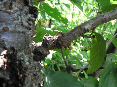 発根したユスラウメの枝