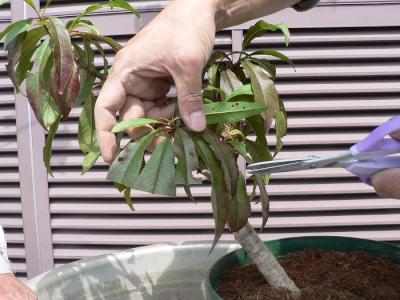 鉢物の緊急植え替え