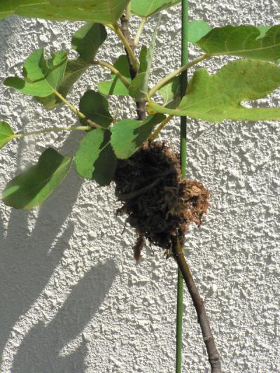 環状剥皮して水苔で包んだイチジクの苗