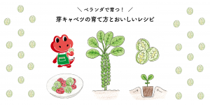 ベランダ菜園におすすめ！芽キャベツの育て方とおいしいレシピ