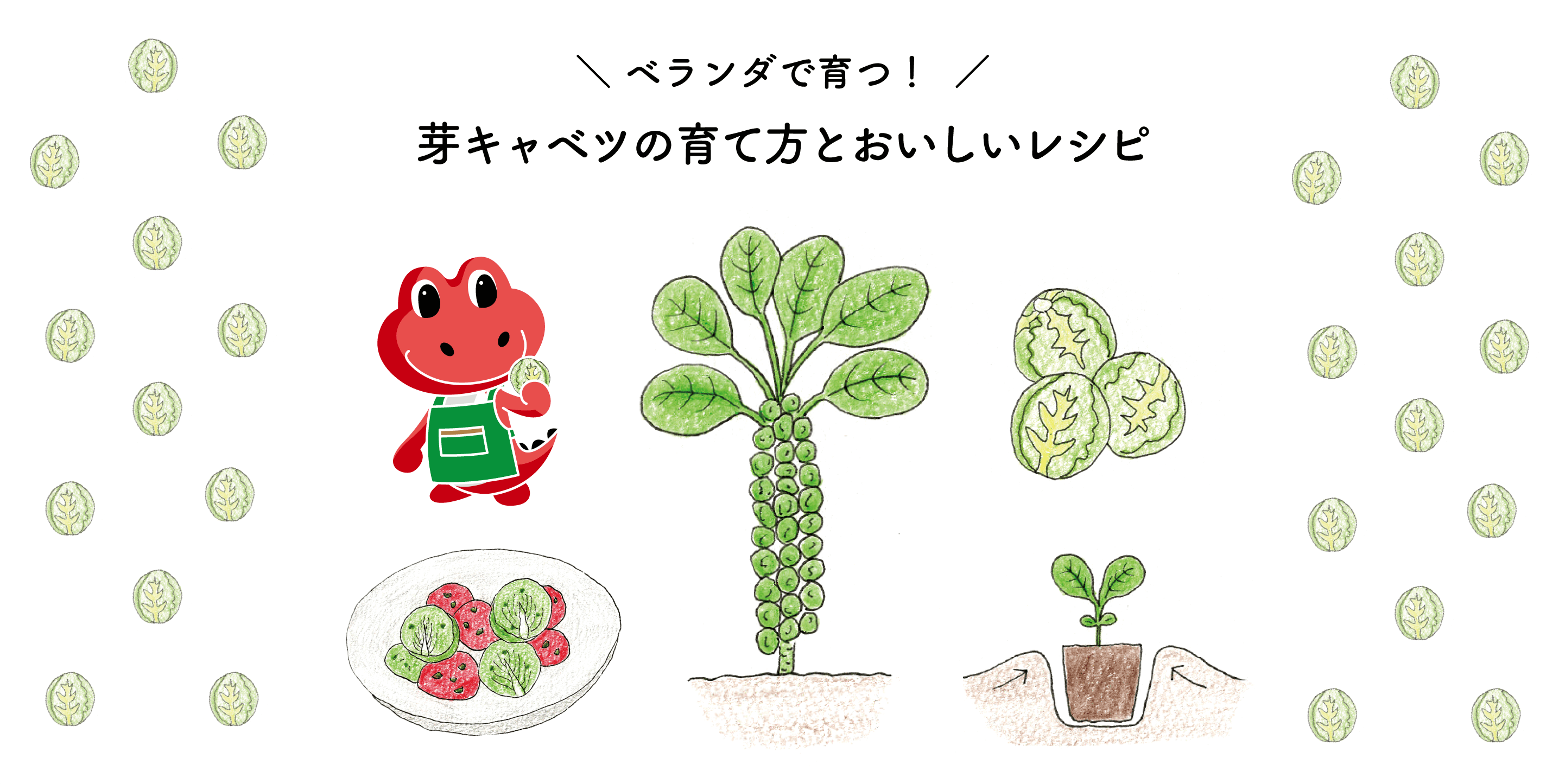 芽キャベツの育て方とおいしいレシピ｜ベランダ菜園におすすめ！