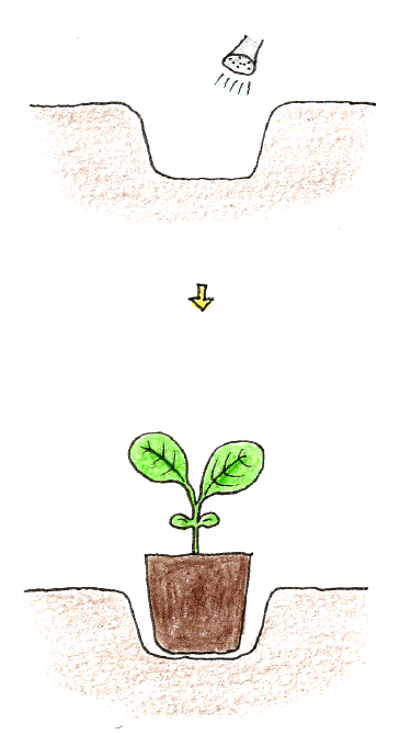 苗の植え付け
