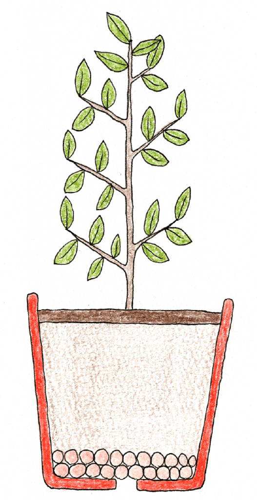 月桂樹 ローリエ をベランダで育てるコツ 切るを楽しむ アルスコーポレーション株式会社