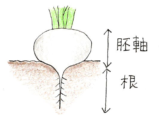 小カブ