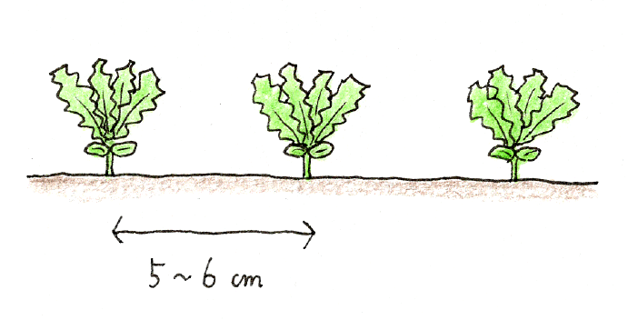 ラディッシュ（二十日大根）と小カブをベランダで育てよう_小カブの間引きと追肥