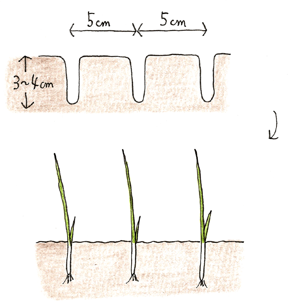 苗の植え付け