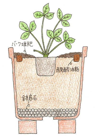 イチゴ（いちご・苺）をプランターで育てる４つのコツ_植え付け方のイラスト