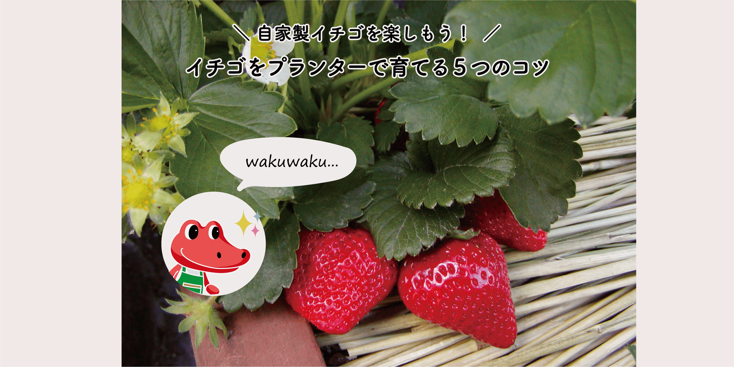 イチゴ いちご 苺 をプランターで育てる５つのコツ 切るを楽しむ アルスコーポレーション株式会社