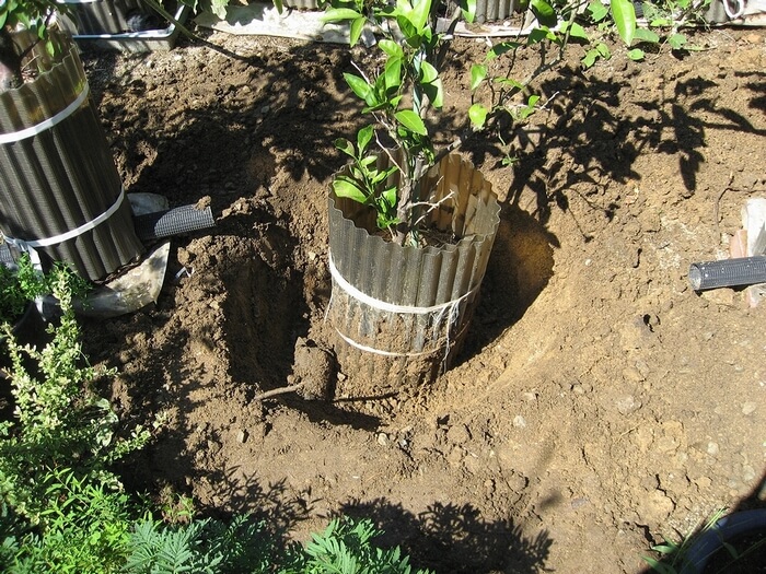 ミカンの移植のため土を掘る様子