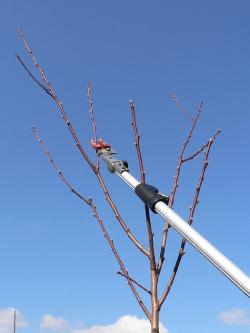 徒長した枝を高枝切り鋏でカットしている様子