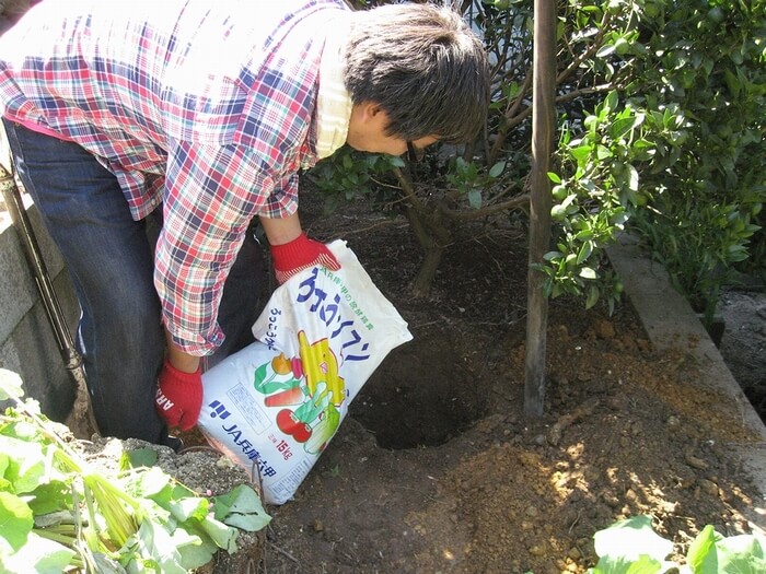 ミカンの移植の際の植え穴掘り