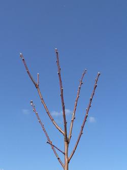 剪定した桃の木の枝