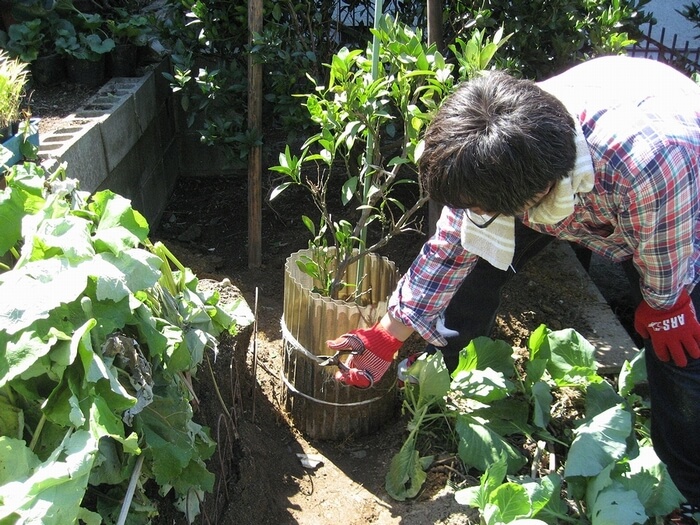 ミカンの移植