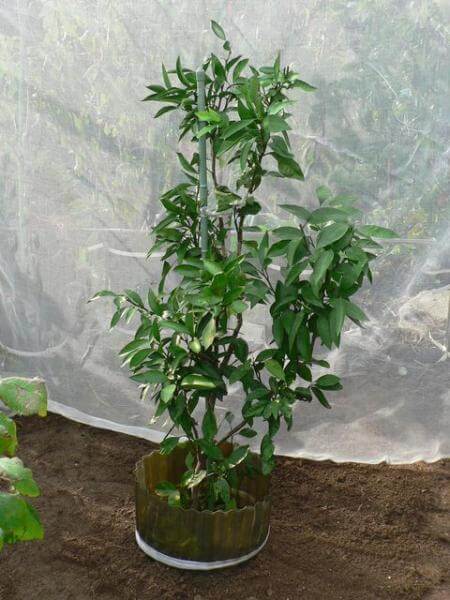 柑橘の移植準備と植え付け 温州ミカンの根回し 切るを楽しむ アルスコーポレーション株式会社