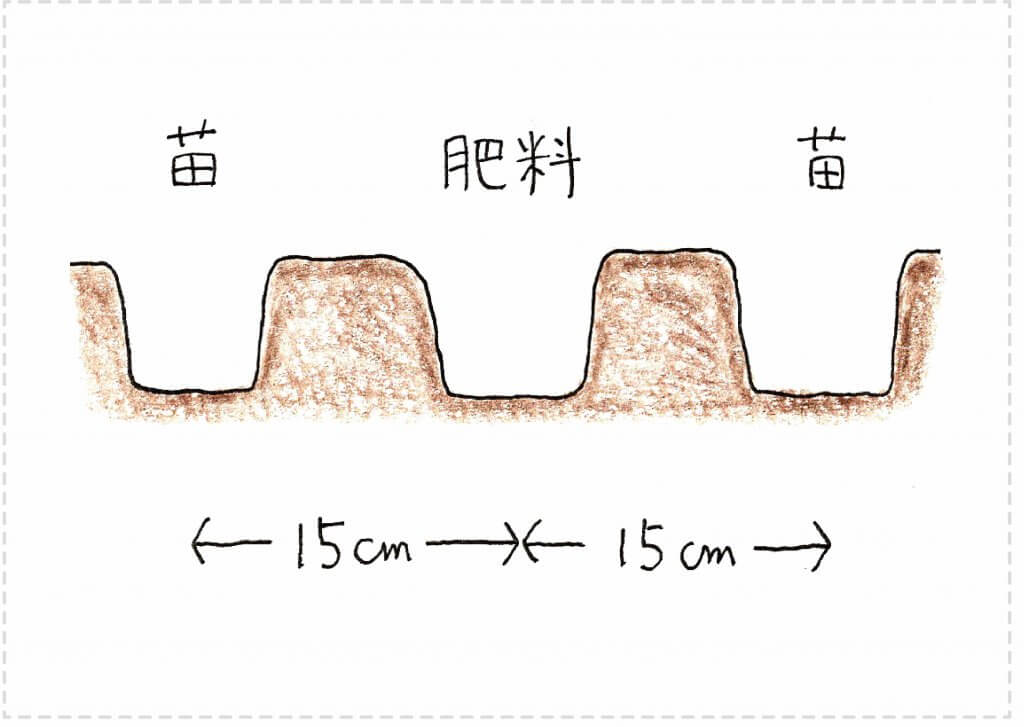 初心者向け ハクサイ 白菜 の育て方のコツ 防虫対策 切るを楽しむ アルスコーポレーション株式会社 初心者向け ハクサイ 白菜 の育て方のコツ 防虫対策 切るを楽しむ アルスコーポレーション株式会社