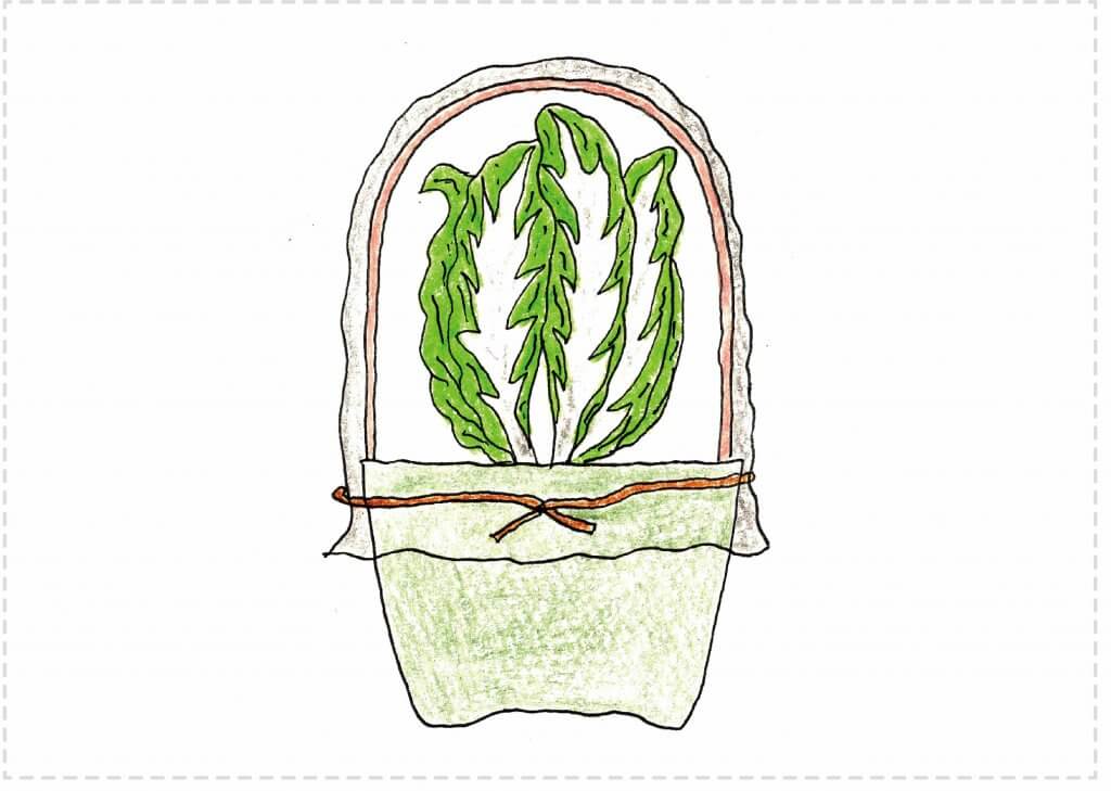初心者向け ハクサイ 白菜 の育て方のコツ 防虫対策 切るを楽しむ アルスコーポレーション株式会社