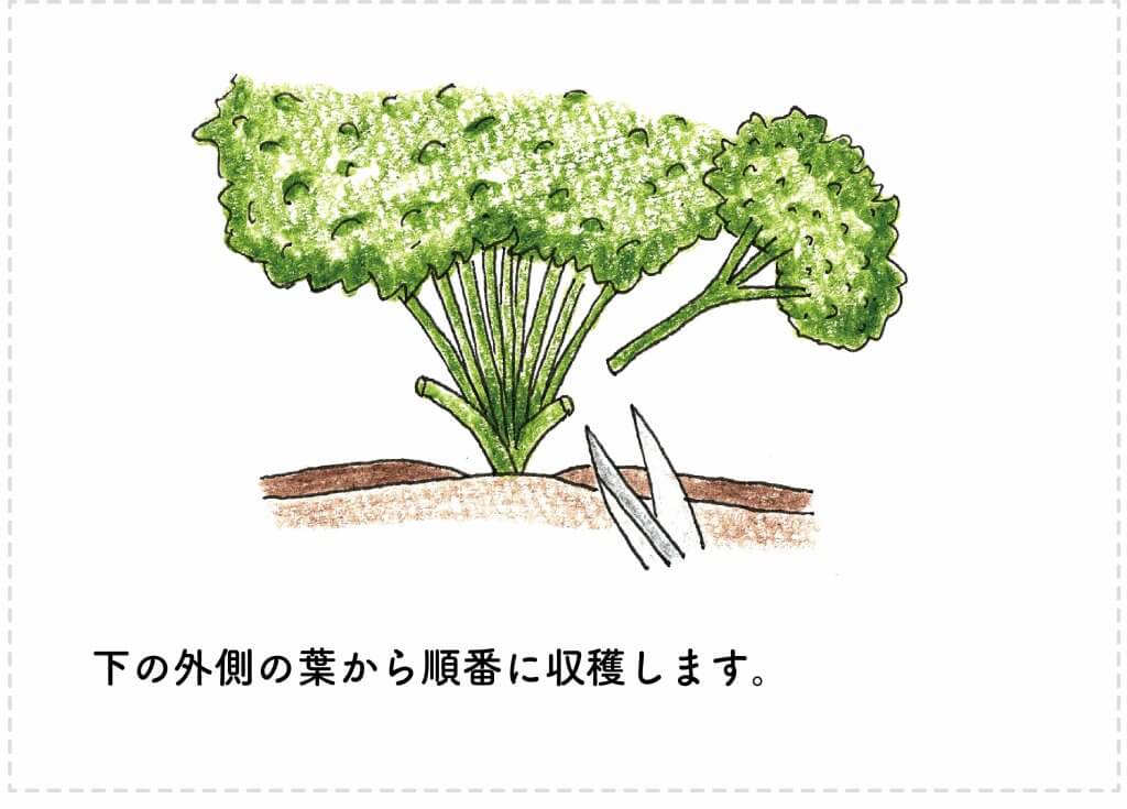 プランター栽培 パセリの育て方 収穫のコツをイラスト解説 切るを楽しむ アルスコーポレーション株式会社