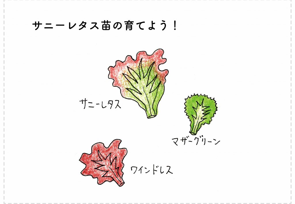 初心者向け プランターでサニーレタスを美味しく育てる5つのコツ 切るを楽しむ アルスコーポレーション株式会社 初心者向け プランターでサニーレタスを美味しく育てる5つのコツ 切るを楽しむ アルスコーポレーション株式会社