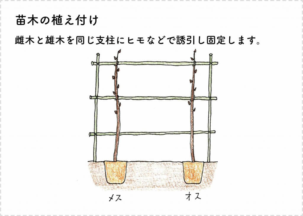キウイフルーツの育て方 苗木の選び方 剪定 収穫まで 切るを楽しむ アルスコーポレーション株式会社 キウイフルーツの育て方 苗木の選び方 剪定 収穫まで 切るを楽しむ アルスコーポレーション株式会社