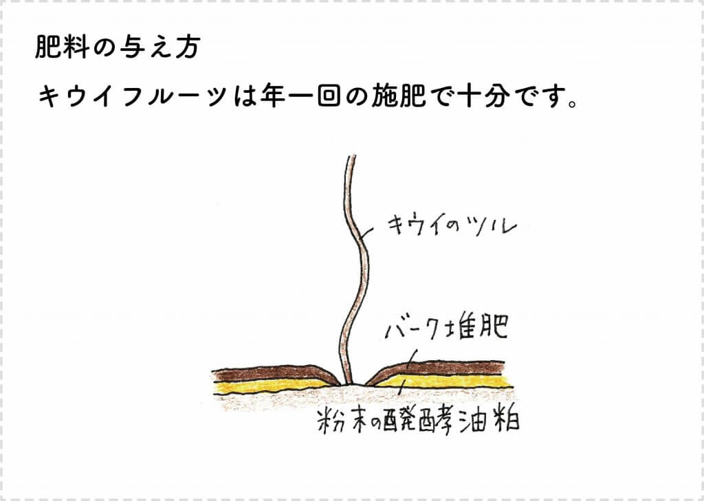 キウイフルーツの育て方 苗木の選び方 剪定 収穫まで 切るを楽しむ アルスコーポレーション株式会社 キウイフルーツの育て方 苗木の選び方 剪定 収穫まで 切るを楽しむ アルスコーポレーション株式会社
