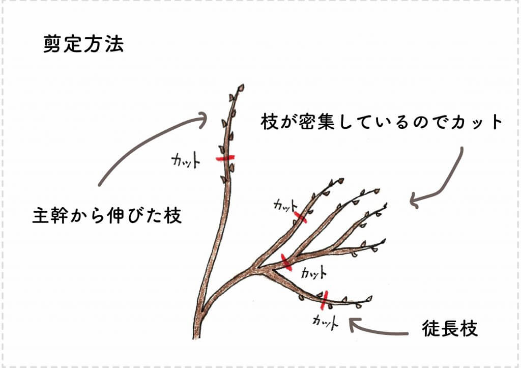 キウイフルーツの育て方 苗木の選び方 剪定 収穫まで 切るを楽しむ アルスコーポレーション株式会社 キウイフルーツの育て方 苗木の選び方 剪定 収穫まで 切るを楽しむ アルスコーポレーション株式会社