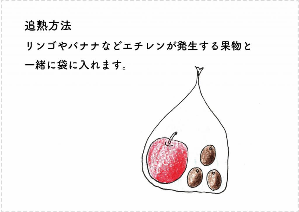 キウイフルーツの育て方 苗木の選び方 剪定 収穫まで 切るを楽しむ アルスコーポレーション株式会社 キウイフルーツの育て方 苗木の選び方 剪定 収穫まで 切るを楽しむ アルスコーポレーション株式会社
