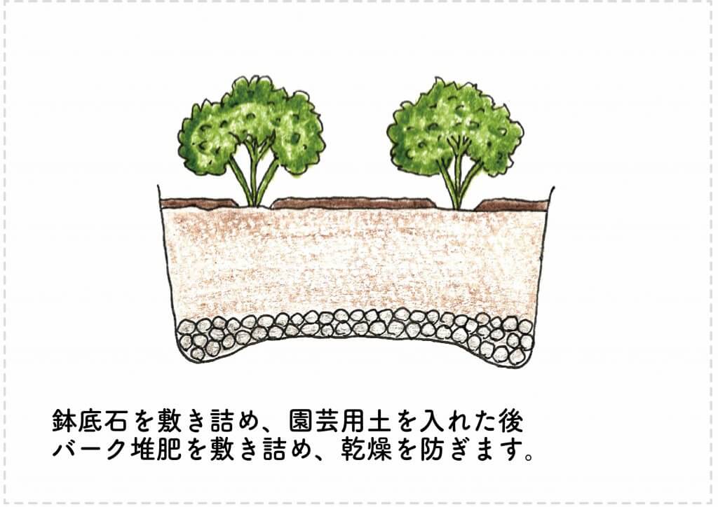 パセリの苗を植え付けたイラスト