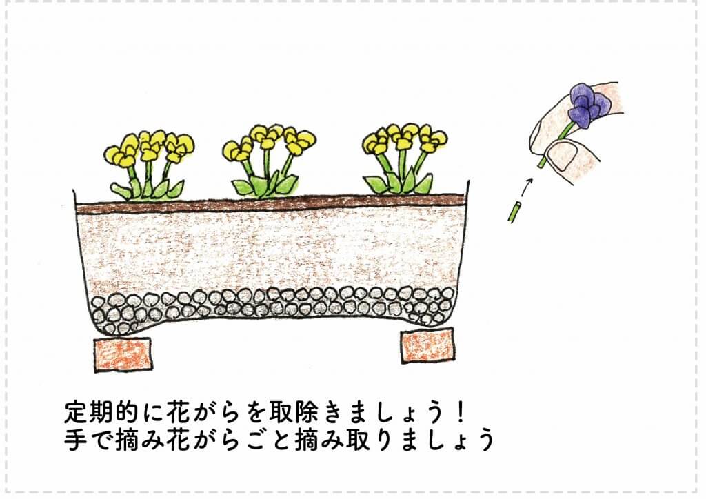 ビオラの花がら摘みのイラスト