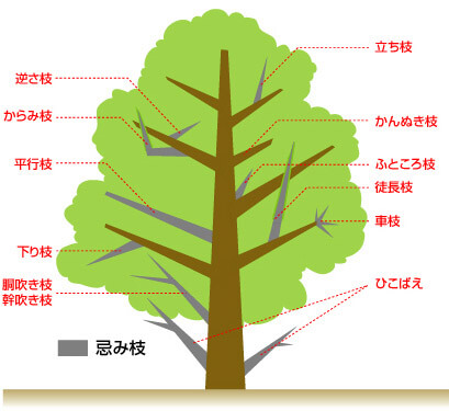 庭木剪定のコツ 枝の見分け方 切り方 切るを楽しむ アルスコーポレーション株式会社