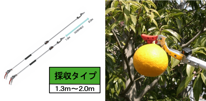 剪定作業の強い味方！「ズームチョキ」チルトR（2.0ｍ）／採収タイプ_説明写真