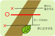 細めの枝を剪定するコツ_説明イラスト02