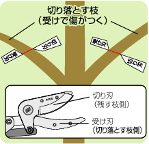 細めの枝を剪定するコツ_説明イラスト03