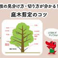 庭木剪定のコツ【枝の見分け方・切り方】