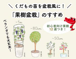 くだもの苗を盆栽風に 果樹盆栽 のすすめ 初心者向け果樹12選付き 切るを楽しむ アルスコーポレーション株式会社