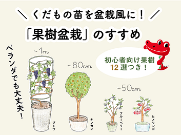 初心者向け ブドウ苗 キャンベル アーリー の植え替え 果樹盆栽の育て方 切るを楽しむ アルスコーポレーション株式会社