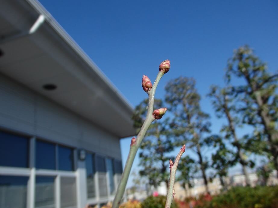ブルーベリー苗-芽の状態チェック-花芽の写真