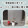 ブルーベリー苗の植え替え準備｜果樹盆栽の育て方