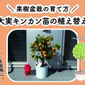 大実キンカン（金柑）苗の植え替え｜果樹盆栽の育て方