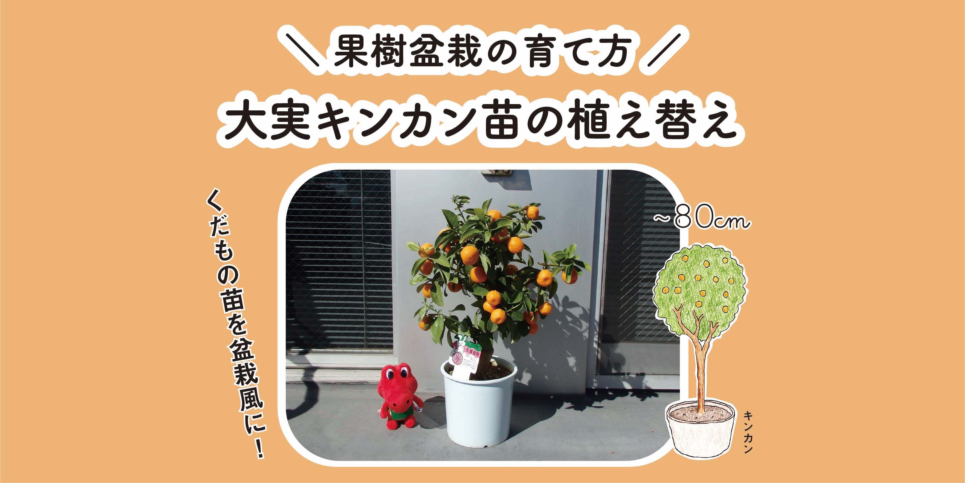 大実キンカン（金柑）苗の植え替え｜果樹盆栽の育て方