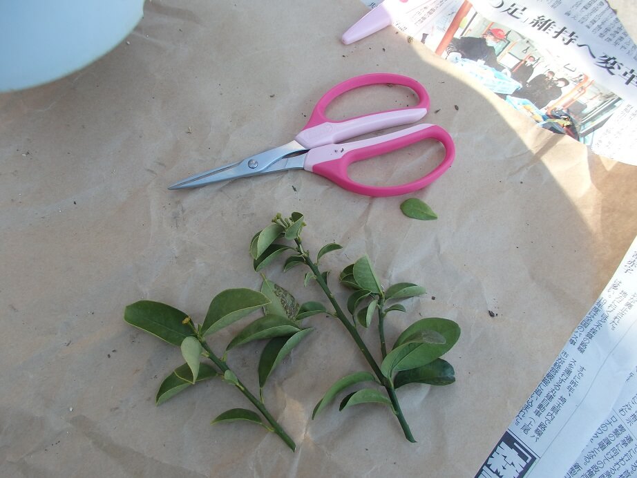大実キンカン苗-剪定枝・状態の悪い葉の写真