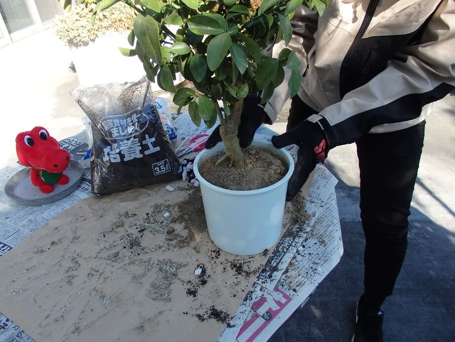 大実キンカン苗-植え替え-鉢へ戻したキンカン苗の写真