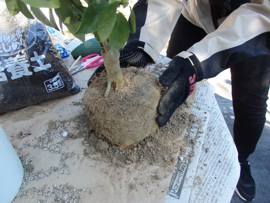 大実キンカン苗-植え替え-根鉢の面取りをする写真